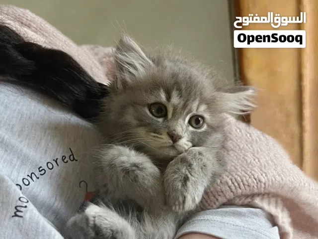 Unfurnished Monthly in Tripoli Qerqarish