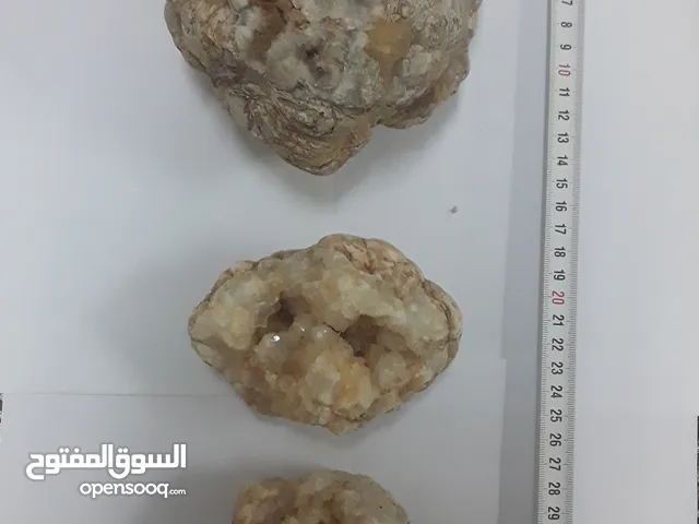 كائنات متحجرة منذ ملايين السنين