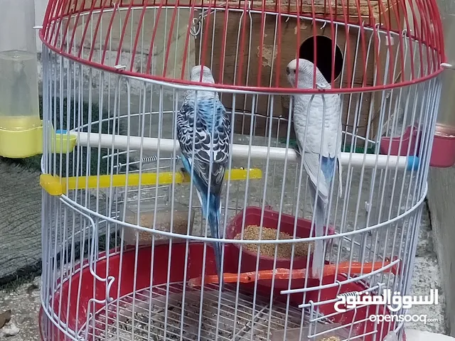 عصافير طيور الحب