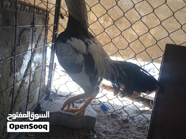 Pakistani Aseel rooster