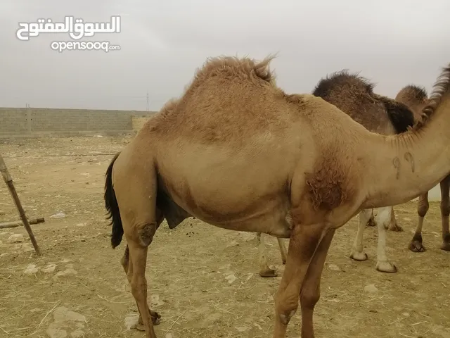 قعدان اضاحي