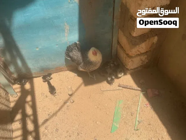 فلاليس للبيع اقرأ الوصف