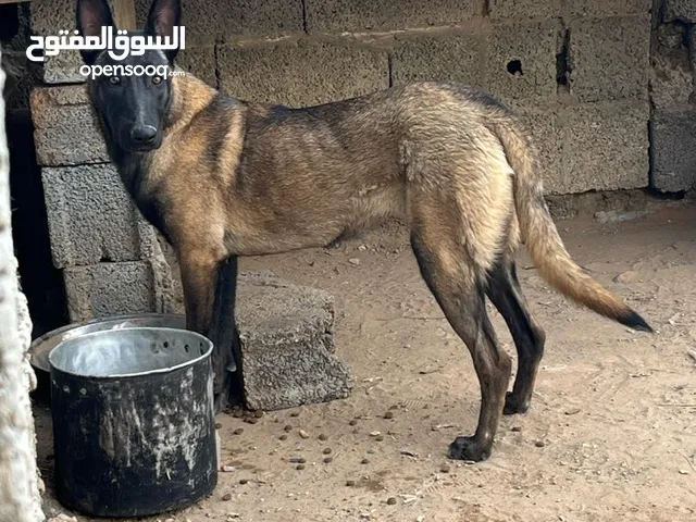 انتايه ملينوء العمر 8شهور اومر الله يبارك شراسه نار مقرزنه واتيه السعر 2000 ملاخير