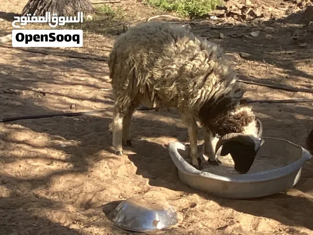 خروف للبيع ًً..
