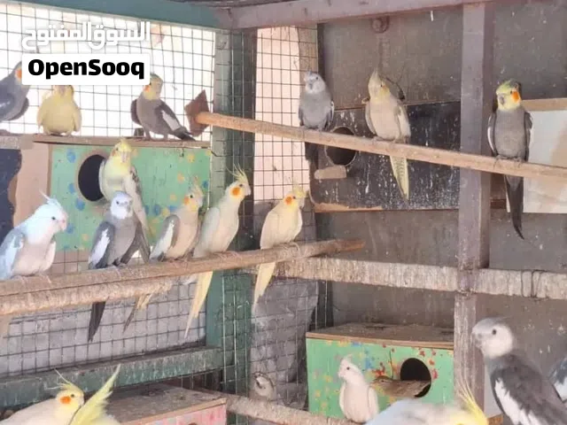 كوكتيل حبشي ولاتينو وفرنسي