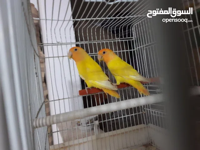 زوز اورنج مشاء الله