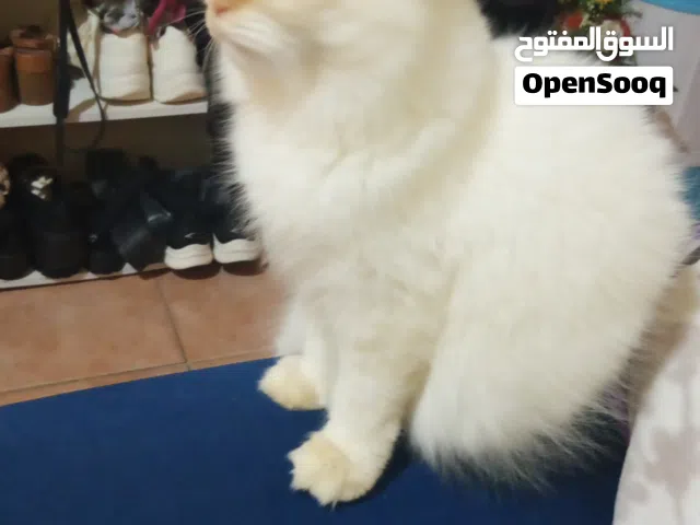 قط ذكر هملايا للتبني