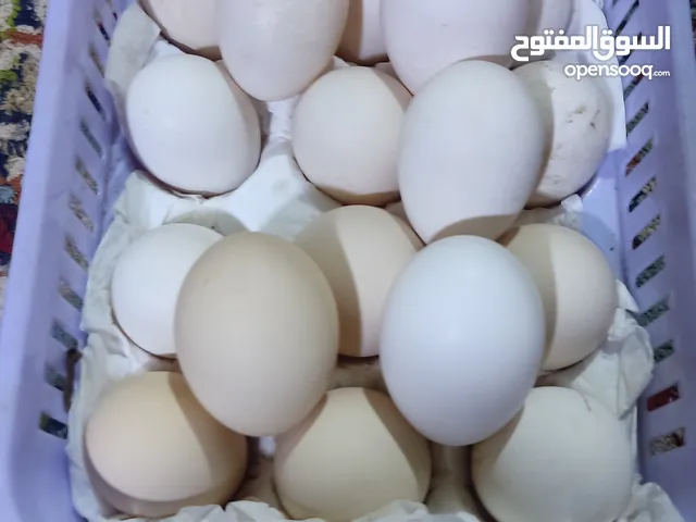 اسلام عليكم  . طبقة بيض عرب أصلي شوكي السعر 15