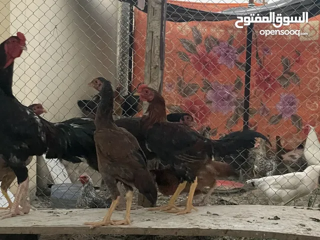 دجاج مختلفات الفصائل