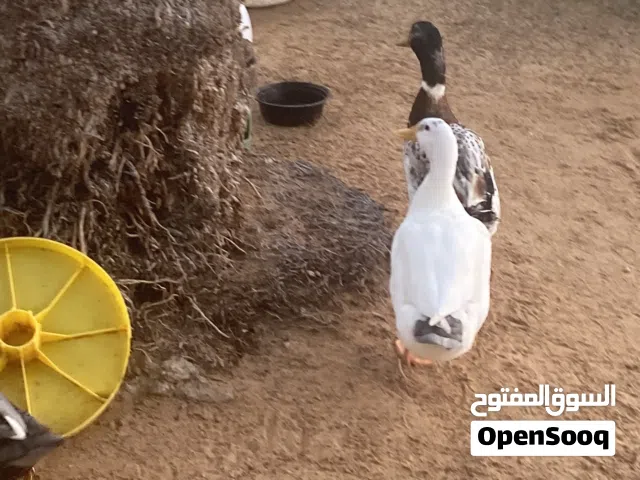 بطتان. للبيع. بسعر. مغري