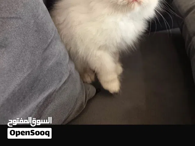 قط   العمر شهرين