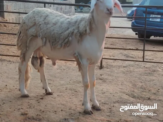 حوله ميزان ما شاء الله