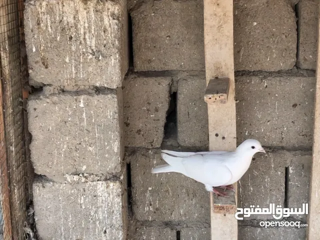 متاح حمام لوت