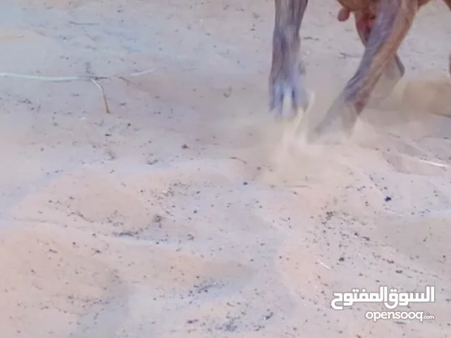 ‏سلام عليكم بسم الله ما شاء الله