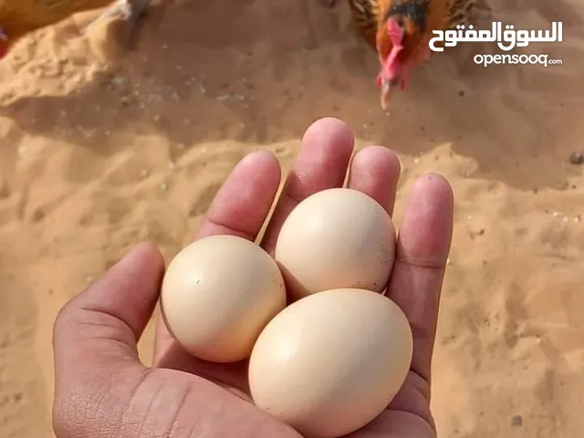 بسم الله والصلاة والسلام على سيدنا محمد  يتوفر لدينا بيض بلدي طازج انتاج يوميا  عدد 150بيضه يومياً