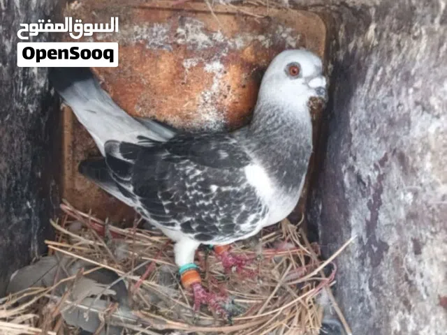 جوز حمام نوع عُمري شغال مطلوب فيه 10