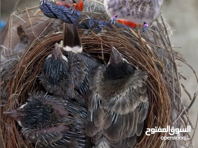 طير البلبل