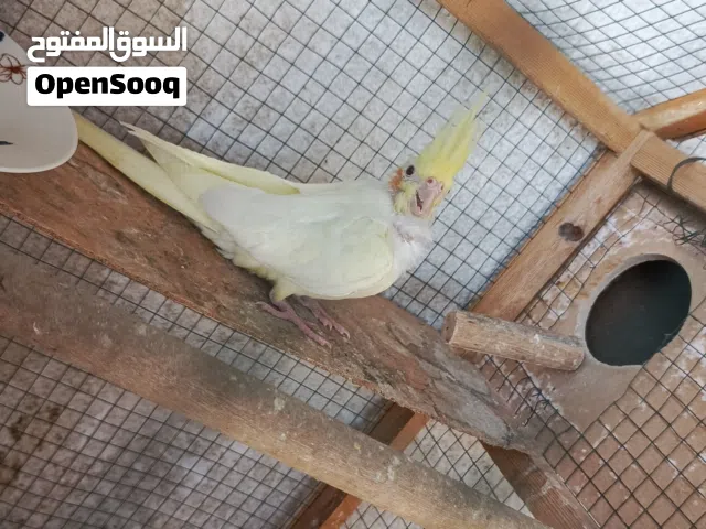 كوكتيل عيون حمر للبيع وطيور حب شلع زوج على 10 شلع