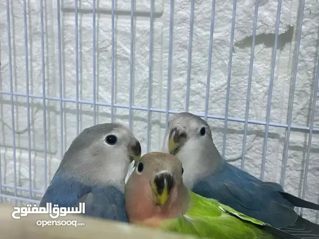 طيور روز للبيع