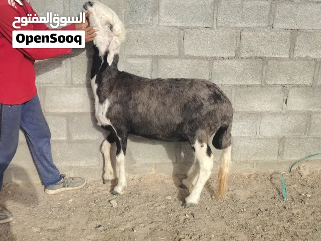 نجدي كبش وحاعده