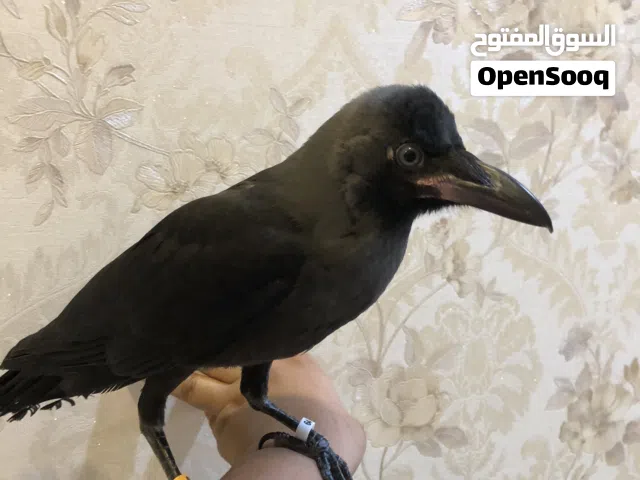 للبيع غراب اقرء وصف
