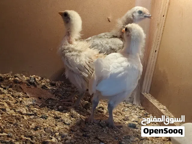 fancy chickens for sale