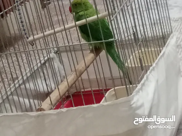ببغاء درة للبيع
