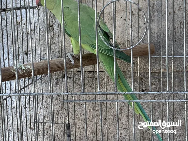 طيره ببغاء الدره وحبه أليفه فيها ريش اصفر نخب