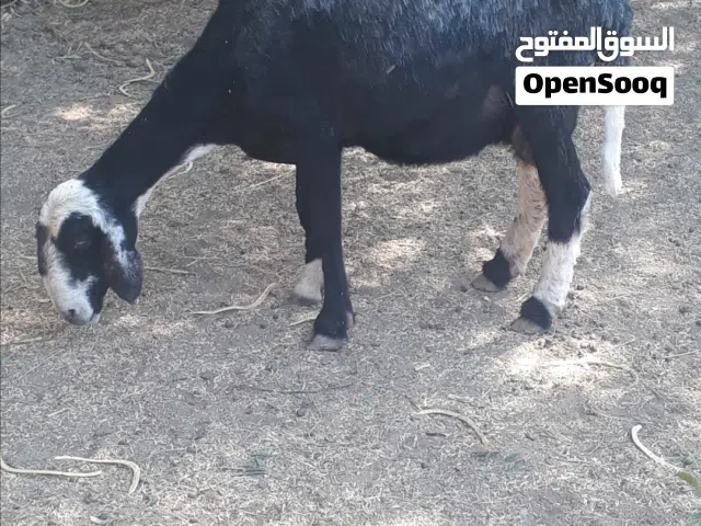 للبيع جاعده تحتها حمله  بالصحه ممتازه الاسنان ممتازه الضرع ممتاز  الحلال تهجين نجدي سوداني