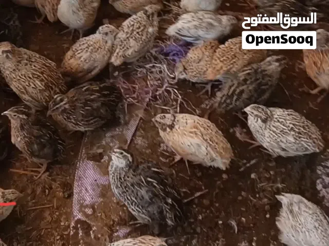 سمان للبيع ،4  حبات بريال