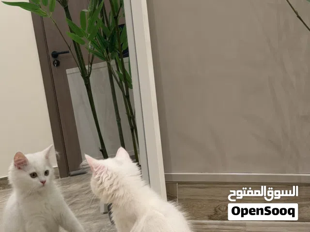 صغيري للبيع