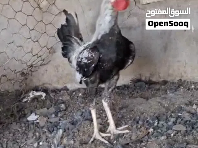 ديج دندراوي فول مواصفات