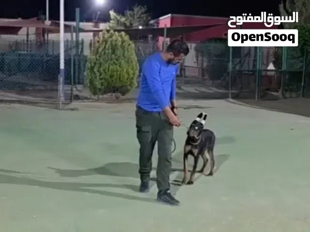 دوبرمان مستوى عالي جدا ...مقصوص الاذن والذيل ...مميز جدا ...جميع المطاعيم