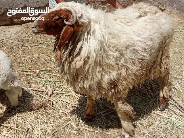خروف حجم كبير (اللهم صَلِّ على مُحَمَّد وآل مُحَمَّد وَعجل فَرجهُم)