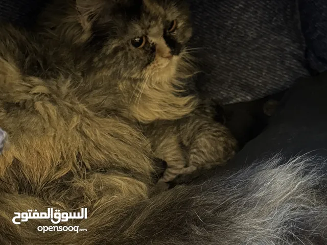 Cats 6 months old