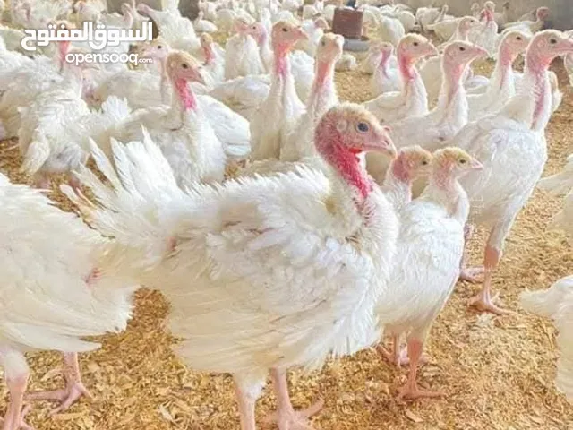 رومي مستورد