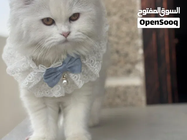 قطط للبيع ا