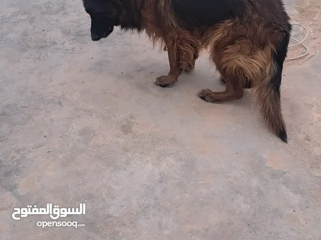 كلب جيرمن لونق هير