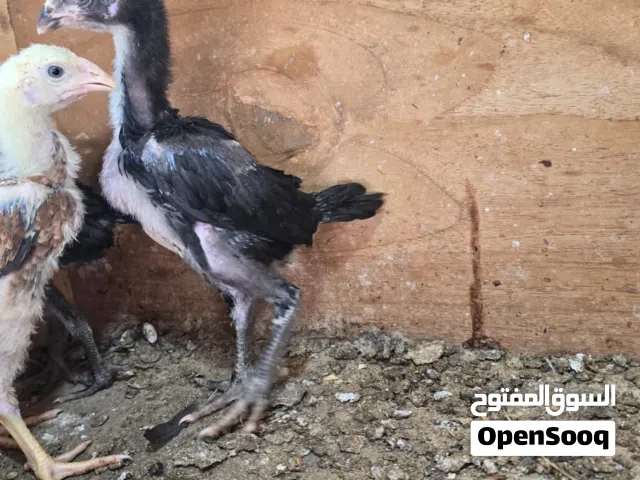 سلام عليكم افراخ