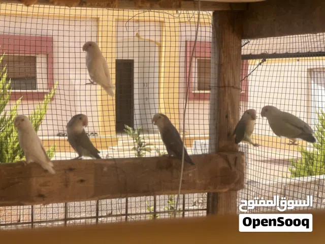 عصافير روز ثلاثة كوبي ت