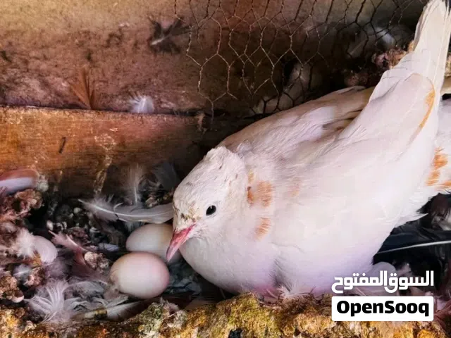 حمام قمري 5 زواج
