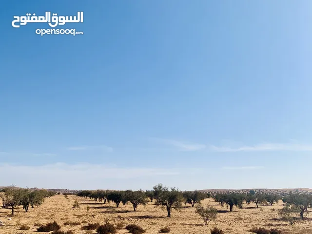 Farm Land for Rent in Tarhuna Other