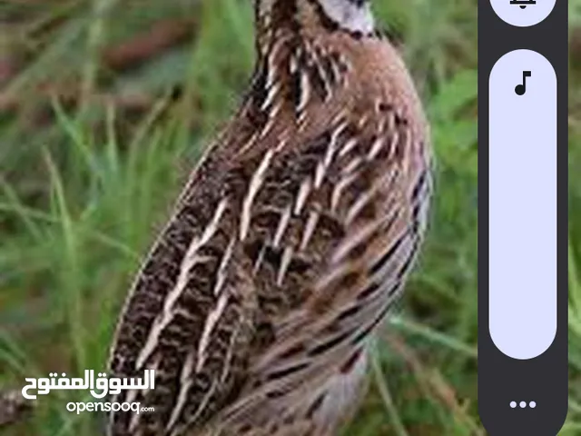 مطلوب شراءطيورالسمان