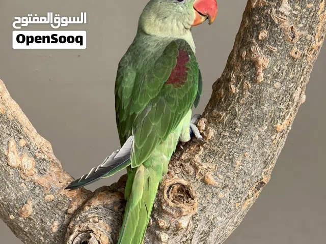 بغبغاء نيبالي الحجم الكبير جامبو للبيع   طير نظيف ماشاء الله  صحه ممتازه  عمر صغير  محجل
