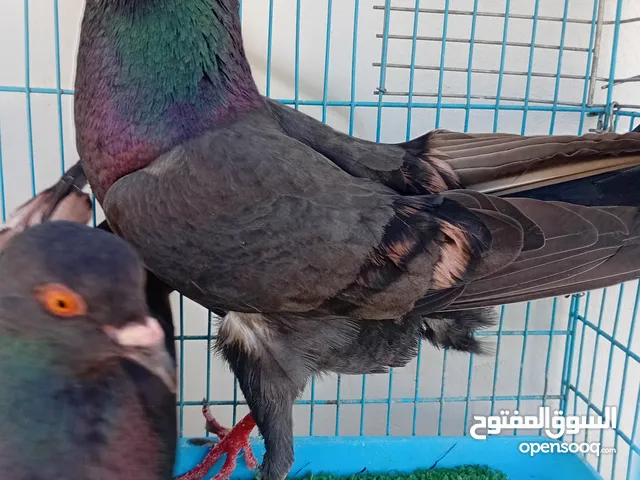3 جواز شغالات موجودات في مادبا بوصلو عمان المقابلين