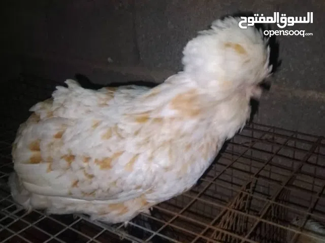 دجاج للبيع