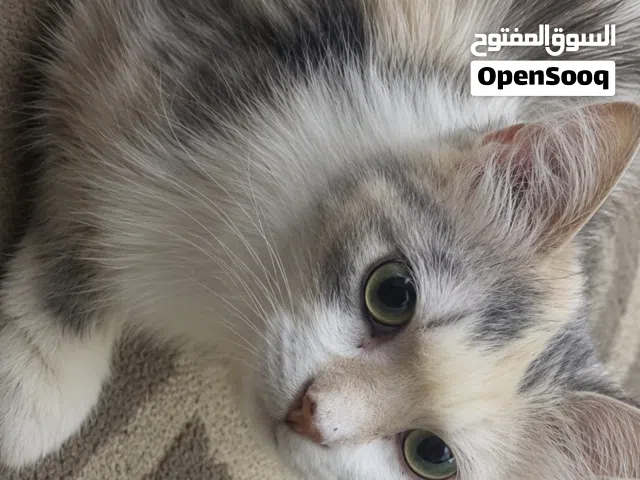 قطط شيرازيه الواحد