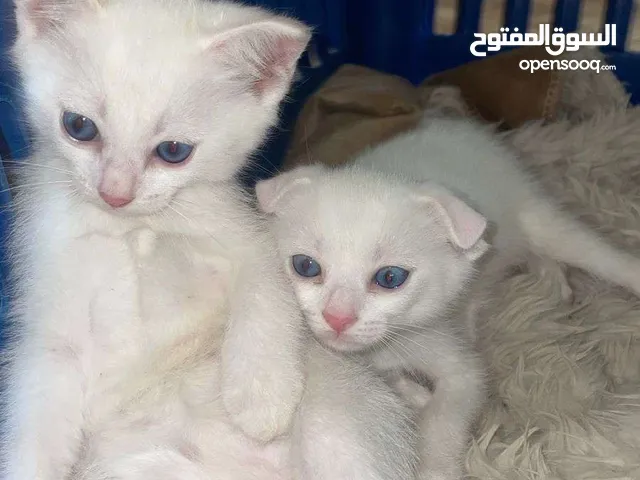 قطط شيرازيه