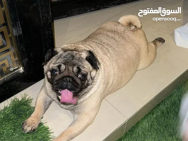 مطلوب كلبه بج I need pug any wan he have and call me