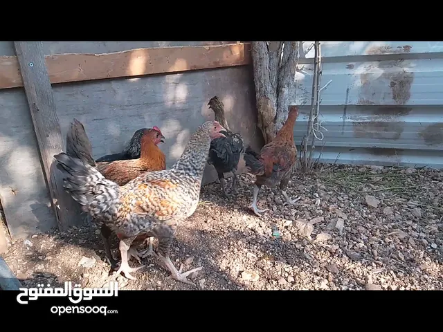 ديوك العدد 7 العمر اربع شهور مستكملات جميع المطاعيم